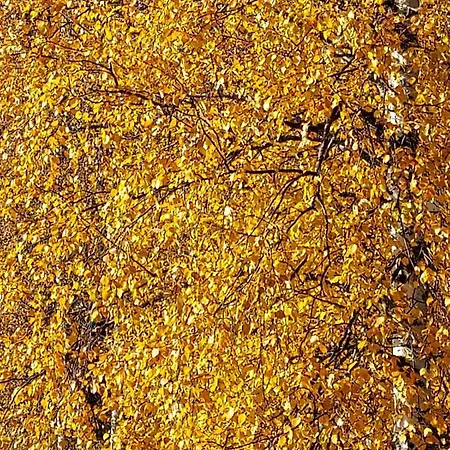 Sirius Sieri, Log-cottage By The Rovaniemi