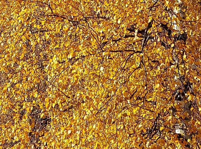 Sirius Sieri, Log-cottage By The Rovaniemi